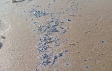 La presencia de hidrocarburos puede afectar peces, crustáceos, poliquetos y otros organismos que habitan playas y zonas rocosas.