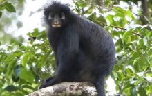 Los investigadores recomiendan clasificar a la especie como 'En peligro' en la Lista Roja de la UICN. Foto: EFE