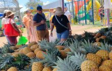 Panamá exportó durante el último año agrícola 11.5 millones de kilogramos de piña. Foto: Eric Montenegro