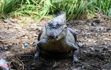 MiAmbiente  ha instalado letreros de advertencia en sitios donde se conoce la presencia de cocodrilos. Foto: EFE