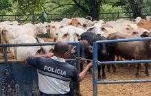 Las autoridades buscan apoyar a los ganaderos conel fin de bajr el hurto pecuario. Foto. Cortesía