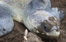 Medidas para proteger a las tortugas. Foto: Cortesía