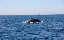 El ruido de las embarcaciones no pasa inadvertido para las ballenas. Foto: MiAmbiente