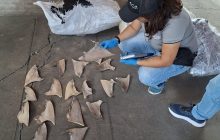 El hallazgo fue resultado de una operación de fiscalización e investigación desarrollada por el Equipo Multidisciplinario Especializado Ambiental (EME-Ambiental), yotras entidades. Foto. Cortesía