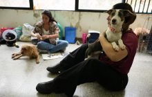 Voluntarias cuidan perros en el Centro de Bienestar Animal (CBA) de Cali. Foto EFE