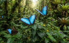 La temperatura influye en el color azul de las mariposas Morpho.