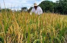Productores toman previsiones ante El Niño.