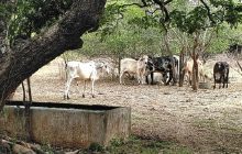 Las autoridades esperan evitar que se repita la crisis de abril de 2023, cuando la sequía obligó a reducir en aproximadamente un 60 % la producción de agua en la región. Foto. Thays  Domíinguez