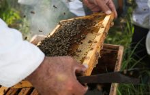 Las abejas juegan un rol clave en los ecosistemas. Foto: Cortesía