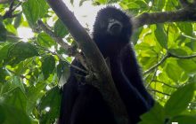 Debemos valorar la presencia de estos animales en nuestros entornos. Foto: FCPP
