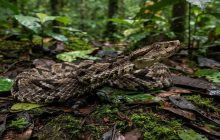 Mordedura de serpiente requiere atención médica. 
