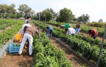 Visualizan la construcción de nuevos modelos de educación agrícola. Foto: Archivo/Ilustrativa