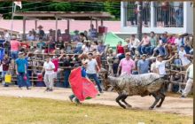 El incidente ocurrió durante una de las tradicionales actividades taurinas que forman parte de esta reconocida fiesta guarareña. Foto. Ilustrativa