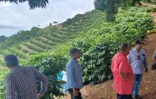 Las plantaciones, con ocho meses de crecimiento, se encuentran próximas a su primera cosecha.