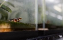 Un sapo arlequín variable (Atelopus varius) criado en cautiverio. Foto: Roshan Patel
