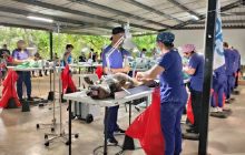 La esterilización es una medida para evitar camadas no deseadas, e incluso prevenir algunas enfermedades en los animales.
