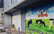 A raíz de este cierre los ganaderos se han visto obligados a trasladar sus reses hacia mataderos ubicados en la provincia de Coclé. Foto. Eric Montenegro
