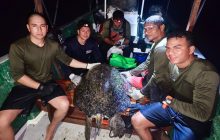 En tres giras científicas de campo con buceo nocturno se han obtenido 105 registros. Foto: Cortesía
