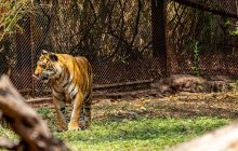 Recinto de los tigres está abierto desde 2011. Foto: Pexels