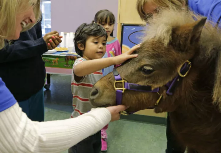 El paciente  Nathaniel López toca uno de los dos caballos. Foto/ AP