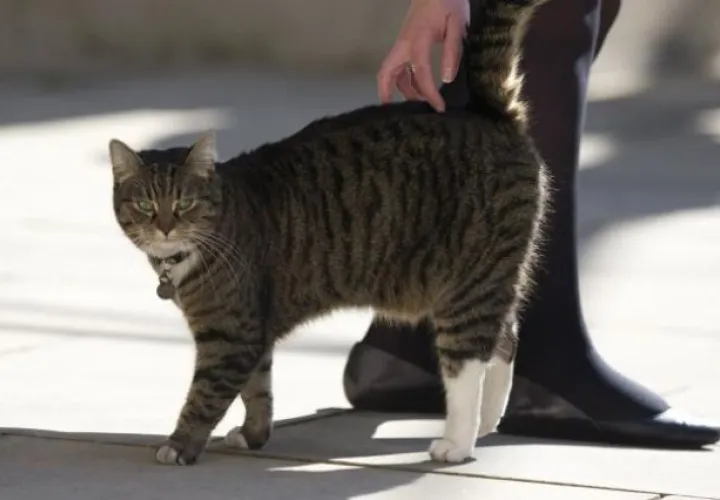 El gato tenía un 