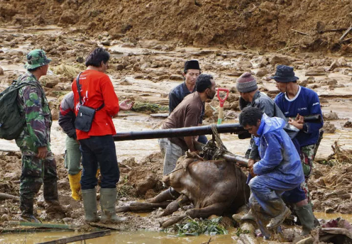 Los equipos de rescate ayudan a evacuar a una vaca. Foto/ AP