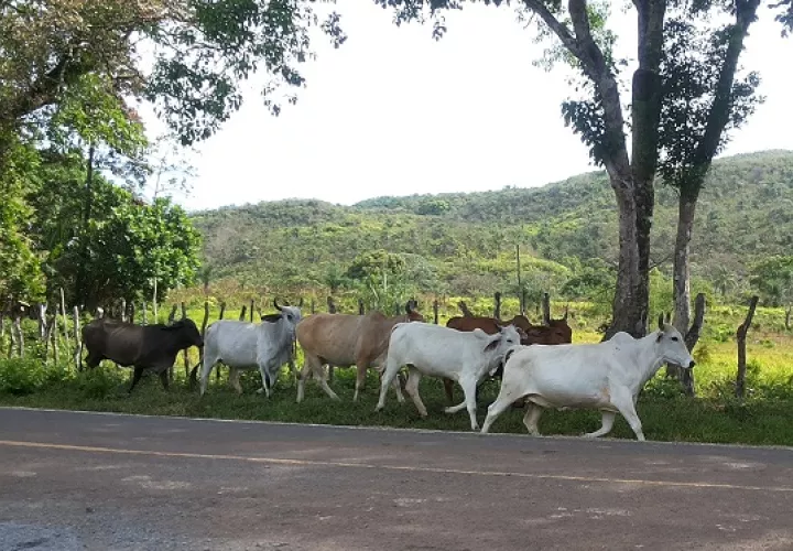 Aumenta cantidad de reses afectadas