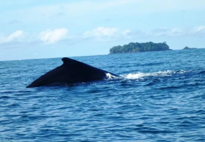 Coiba, un buen lugar para el avistamiento de cetáceos 