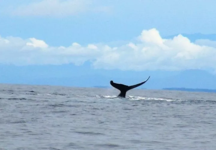 Coiba, un buen lugar para el avistamiento de cetáceos 