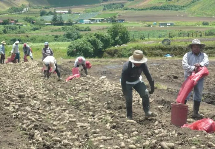 Gobierno  tiene abandonado sector agropecuario del país 