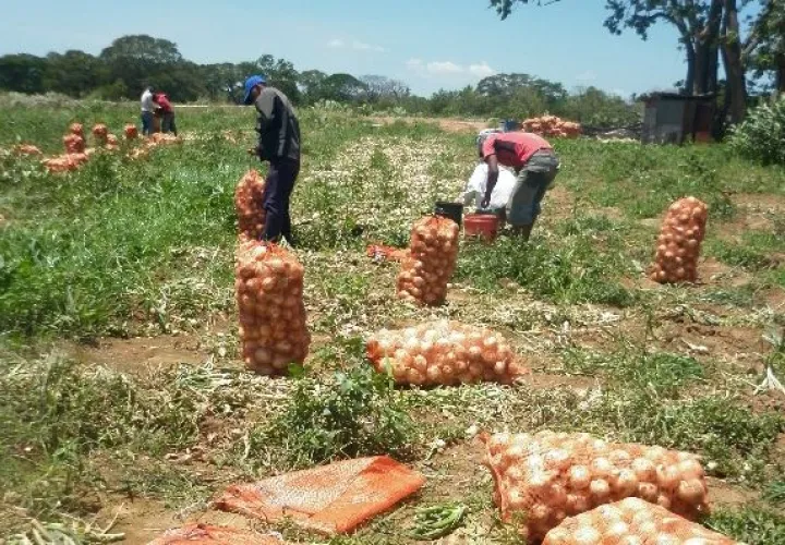 Especulan en costo de cebolla 