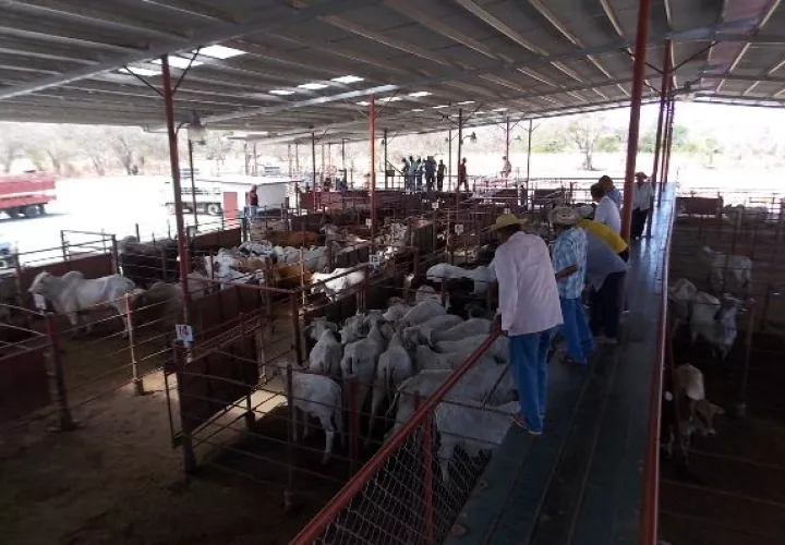  Disminuye en 15% hato en región de Los Santos 