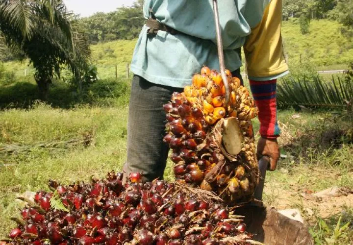 Productores de palma aceitera atraviesan una crisis de precios 