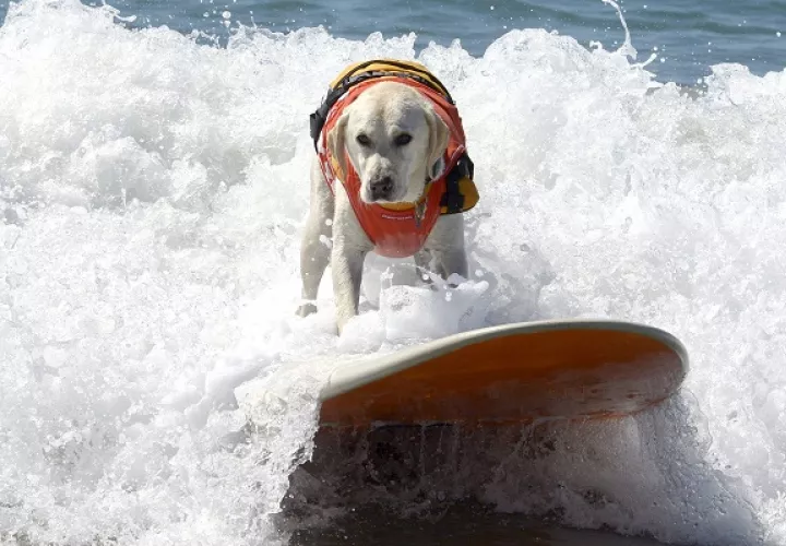 Los perros se lucieron.
