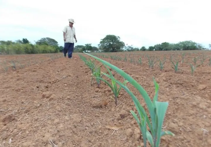  Se monitorean las hectáreas aseguradas para evaluar la gravedad de su estado, lo que se tomará en cuenta para el pago que tendría que hacer el Instituto de Seguro Agropecuario.  / Zenaida Vásquez 