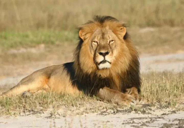León Cecil.