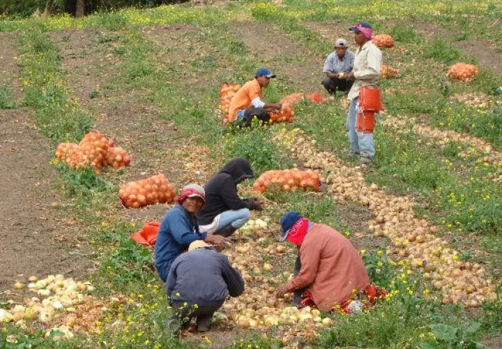  Productores aseguran que la cebolla dañada tiene código de barra de Holanda, mientras que las autoridades descartan la información.  / Cortesía