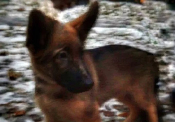 "Dobrinia" tiene dos meses. Foto/ AP