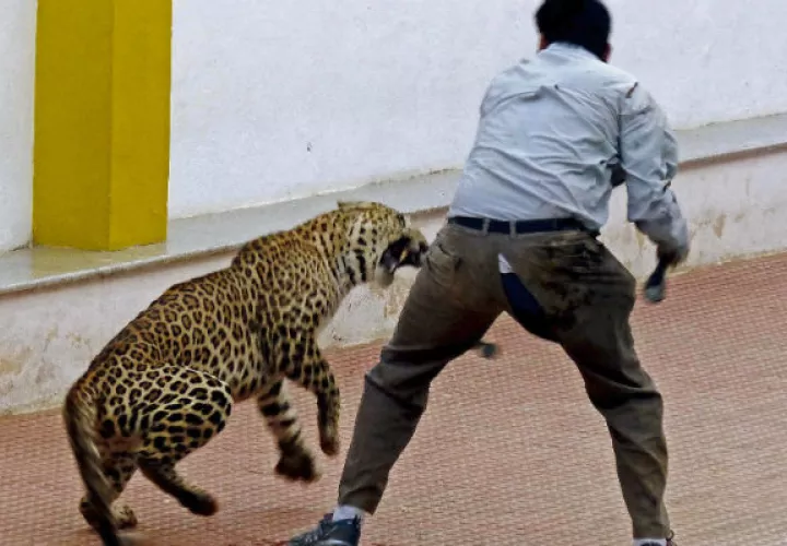 El felino hirió a tres personas. Foto/ EFE