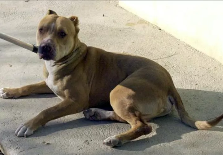 Perro pitbull. Foto Ilustrativa/ EFE