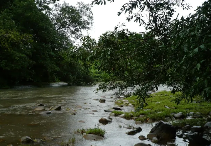 Critican la tala de árboles cercanos al río. /Foto Zenaida Vásquez