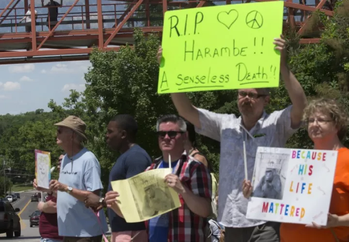 Un grupo de personas protestan por el asesinato de un gorila de 17 años. /Foto AP