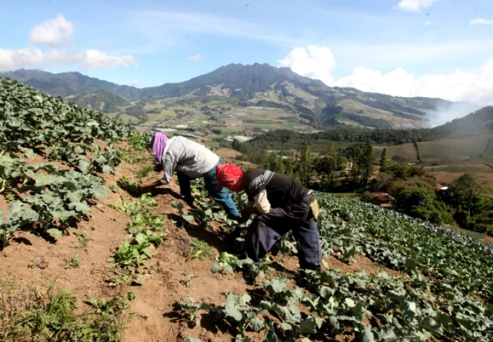 El fenómeno impactaría el costo de la comida. /Foto Archivo