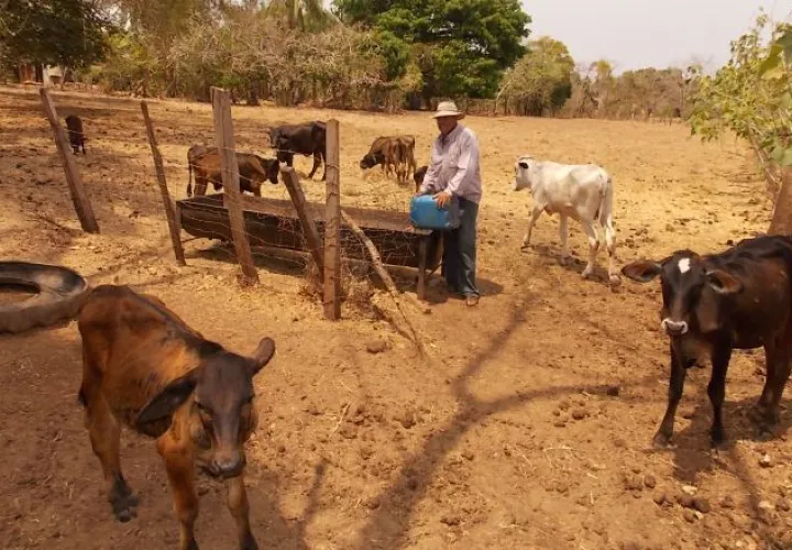Panamá exporta diversos productos. /Foto Archivo