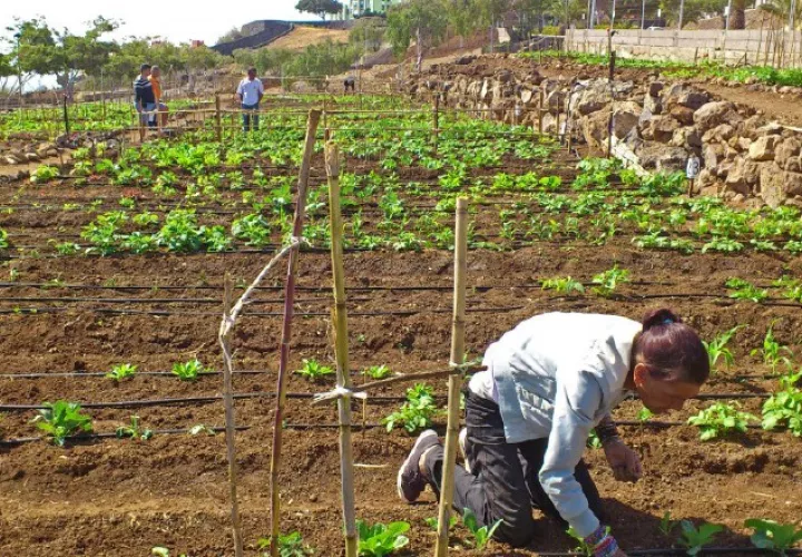 Debido a la baja en la producción de tomate en Chiriquí, los precios van en aumento. /Foto Archivo