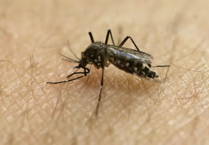 Mosquito Aedes aegypti. Foto/ AP
