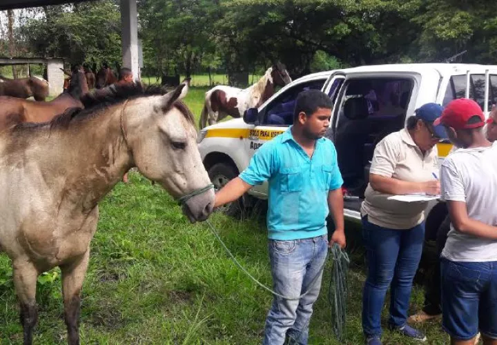 Hasta el momento no hay humanos contagiados con encefalitis. /Foto Elena Valdez