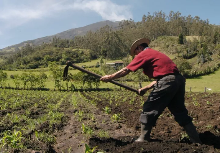 El aumento en las precipitaciones podría traer como consecuencia daños en los cultivos y, por ende, escasez de productos. /Foto Archivo