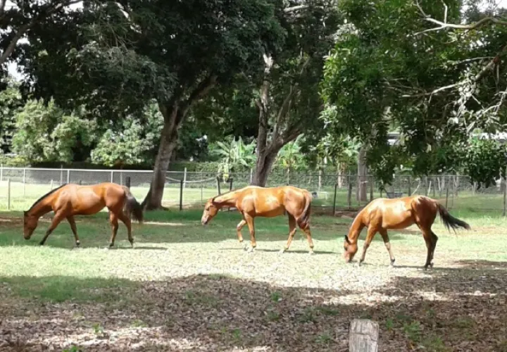 Anunciarán los lugares de vacunación. /Foto Thays Domínguez