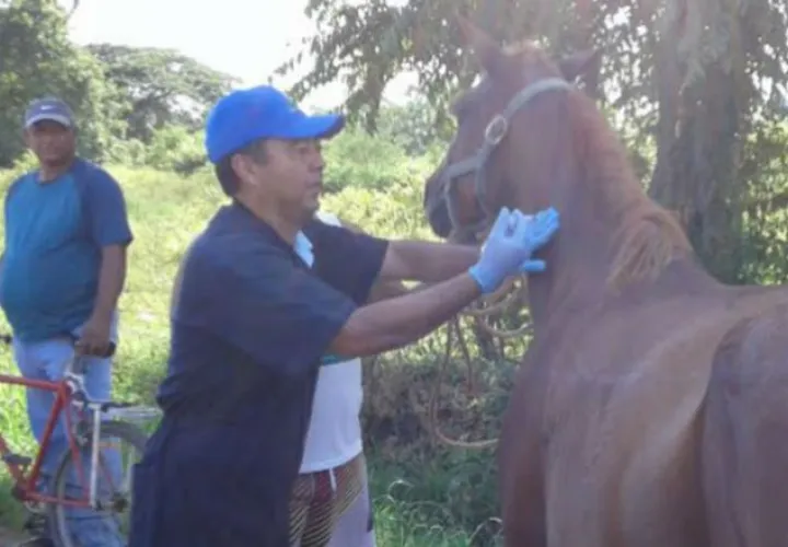 Se proyecta vacunar unos 2,000 caballos en los próximos días. Thays Domínguez 